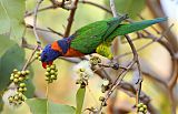 Red-collared Lorikeetborder=